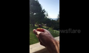 Friendly hummingbird eats nectar straight from bird watcher's hand