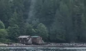 Orca Soars Above the Water