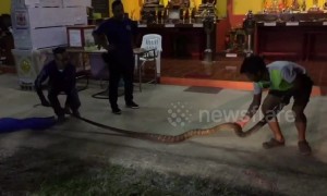 Huge king cobra caught after swallowing a wild monitor lizard in Thailand