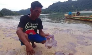 Dramatic video shows hundreds of jellyfish wash up dead on Indonesian beach