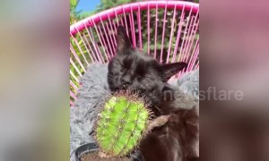 Weird moment cat decides to lick a CACTUS