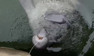 This Manatee is Thirsty