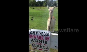 Annie the angry alpaca takes a bath in baking Texas heat