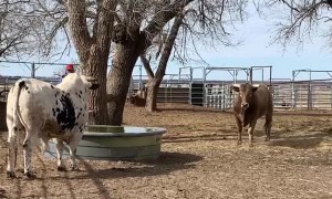 Don't Turn Your Back on a Bull