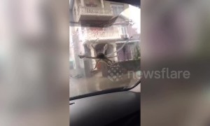 Strong wind caused by typhoon Lekima blows octopuses onto car windscreen in China