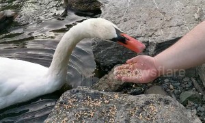 This swan in Canada literally bites that hand that feeds it