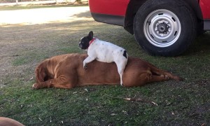 French Bulldog Bites Off More Than She Can Chew