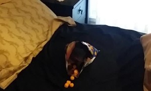 Bird Has Had it With Cheese Balls