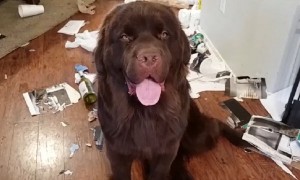 Massive Newfoundland feels no guilt after creating huge mess