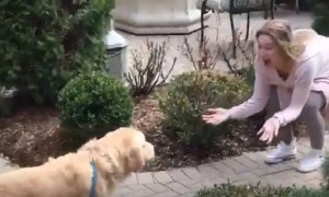 Dog can't keep his composure after owner returns home