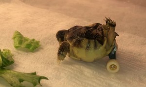Wheeled Tortoise Gets Around
