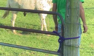 Human Helps Tangled Up Horse