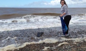 Volunteers rescue seal cub from beach in Lancashire, UK