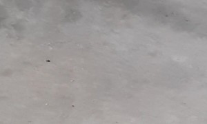 Cat Makes a Snake out of Snake