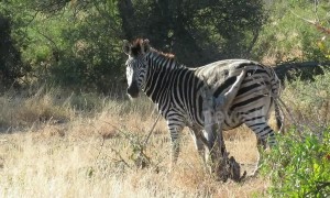 Zebra rubs its rump on tree stump in South Africa to get rid of serious itch