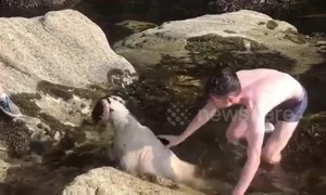 Brave teenager rescues sheep stuck in rocks off Ireland's coast