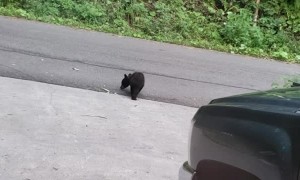 Bear Cubs Battle for Fun