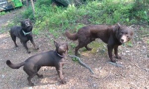 Dogs Stay Stunningly Still