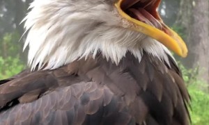 Outspoken Bald Eagle