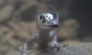 Lizard Breaths Beneath the Surface