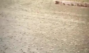 Intense Grasshopper Invasion