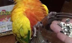 Birdseed Makes Me Happy