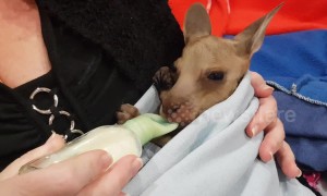 Orphaned kangaroo drinks from bottle like a baby at Australian wildlife centre