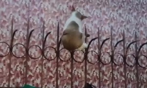 Alley cat gets stuck on railings while trying to seduce a female