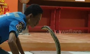 Fearless snake catcher kisses wild king cobra on the lips
