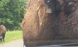 Bison Uses Car as Scratch Post