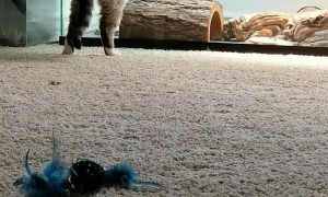 Kitty Bops Bearded Dragon on the Nose