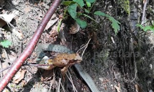 Huge frog eaten by tiny garter snake