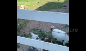 'Annie the Alpaca' attempts to keep all the food to herself