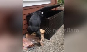 Adorable bulldog figures out how to break into his toy chest