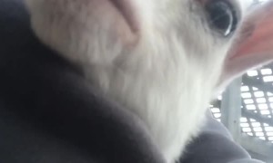 Baby Goat Got a Second Chance