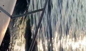 Pilot Whales Surround Yacht