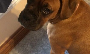 Puppy Pleads the Fifth in Pillow Crime