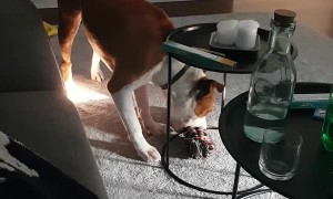 Dog is Careful Going Around Glassware