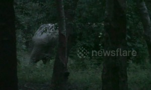 Injured baby elephant tracked by Thai wildlife officials after getting foot trapped in snare