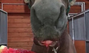 Slobbery Snack for Hungry Horse