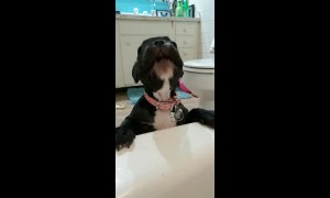 French bulldog puppy hates being left out of bath time