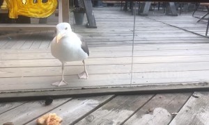 Confused seagull tries to eat pizza through glass