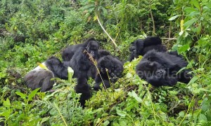 This family of wild mountain gorillas is too cute