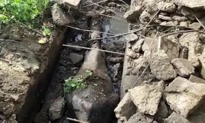 Horse rescued from gutter after hour-long marathon operation in western India