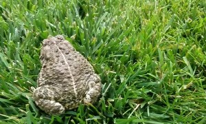 Trapped Toads Get Set Free