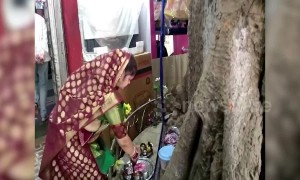 Hug of nature: Indian family builds house around 'sacred' fig tree