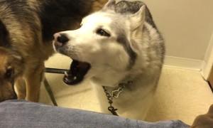 Stubborn Husky loudly protest vet while in waiting room