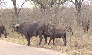 Ouch! Greedy African buffalo headbutts its mother’s udder for milk