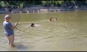 Woman takes tame bear for dip in Russian river