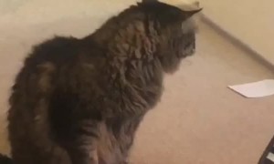 Tacky Toy Makes Cat Mad